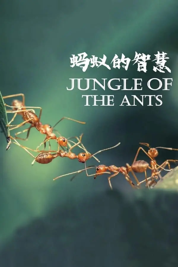 蚂蚁的智慧 2024 电视剧 海报